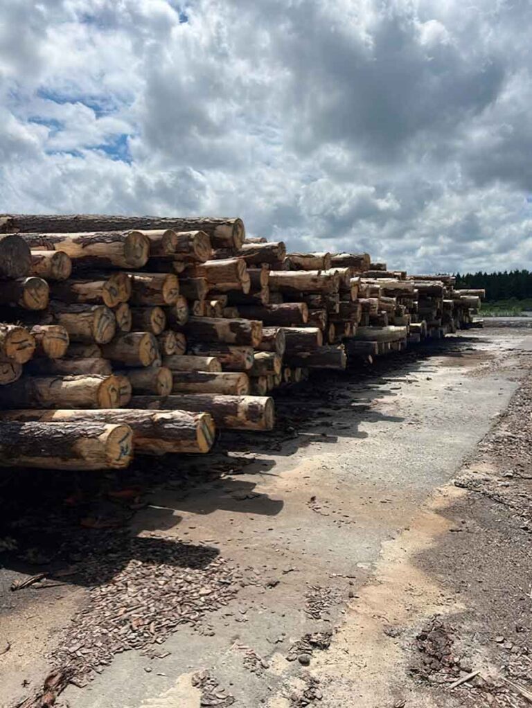 International Lumber Export Sundher Group Timber and Wood Products Canada
