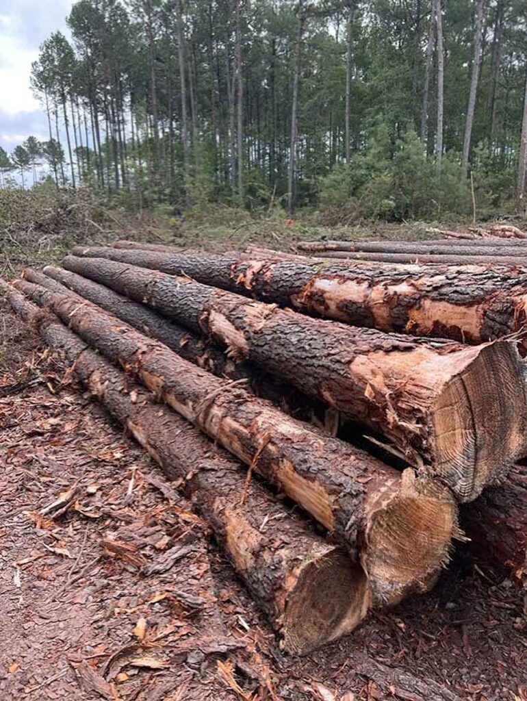 raw-logs-sustainable-harvest-for-canadian-wood-export